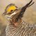 Lesser Prairie-Chicken